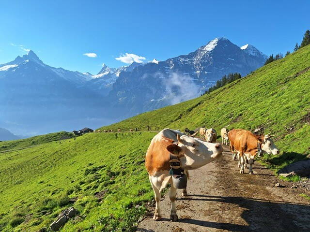 Alters- und Pflegeheim Grindelwald